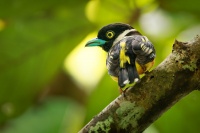 Lobos zlutocerny - Eurylaimus ochromalus - Black-and-yellow Broadbill o7026